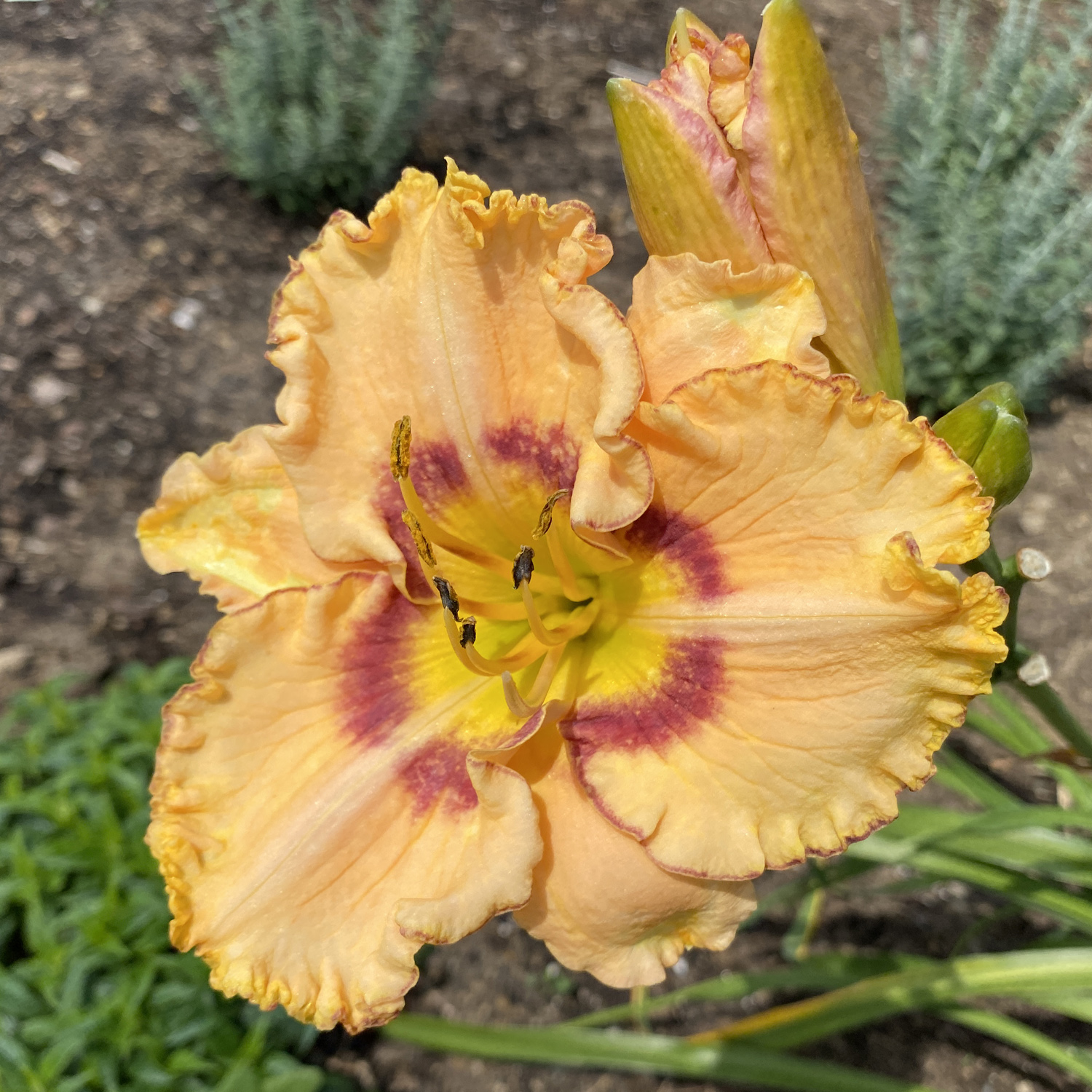 Hemerocallis RAINBOW RHYTHM® 'King of the Ages' - Image 2