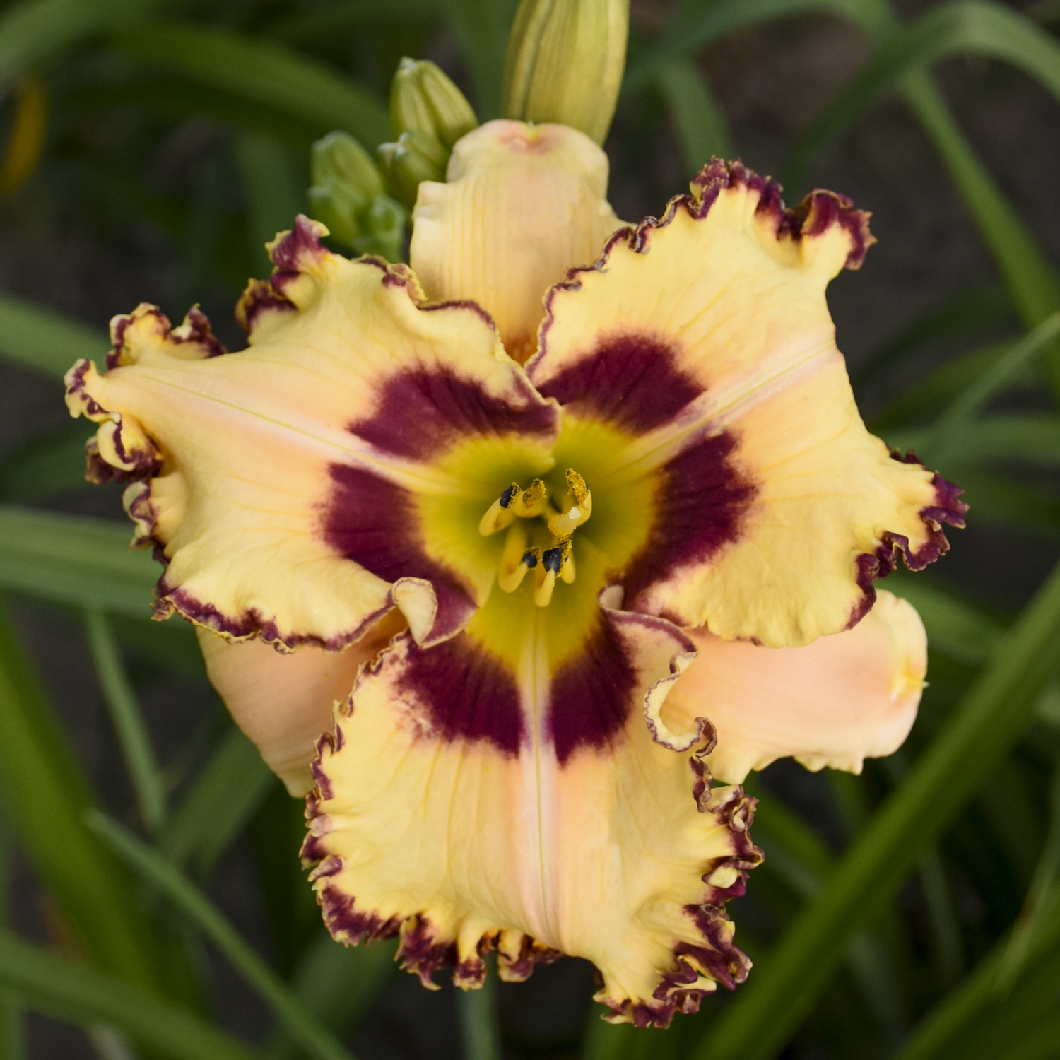Hemerocallis RAINBOW RHYTHM® 'King of the Ages' - Image 3