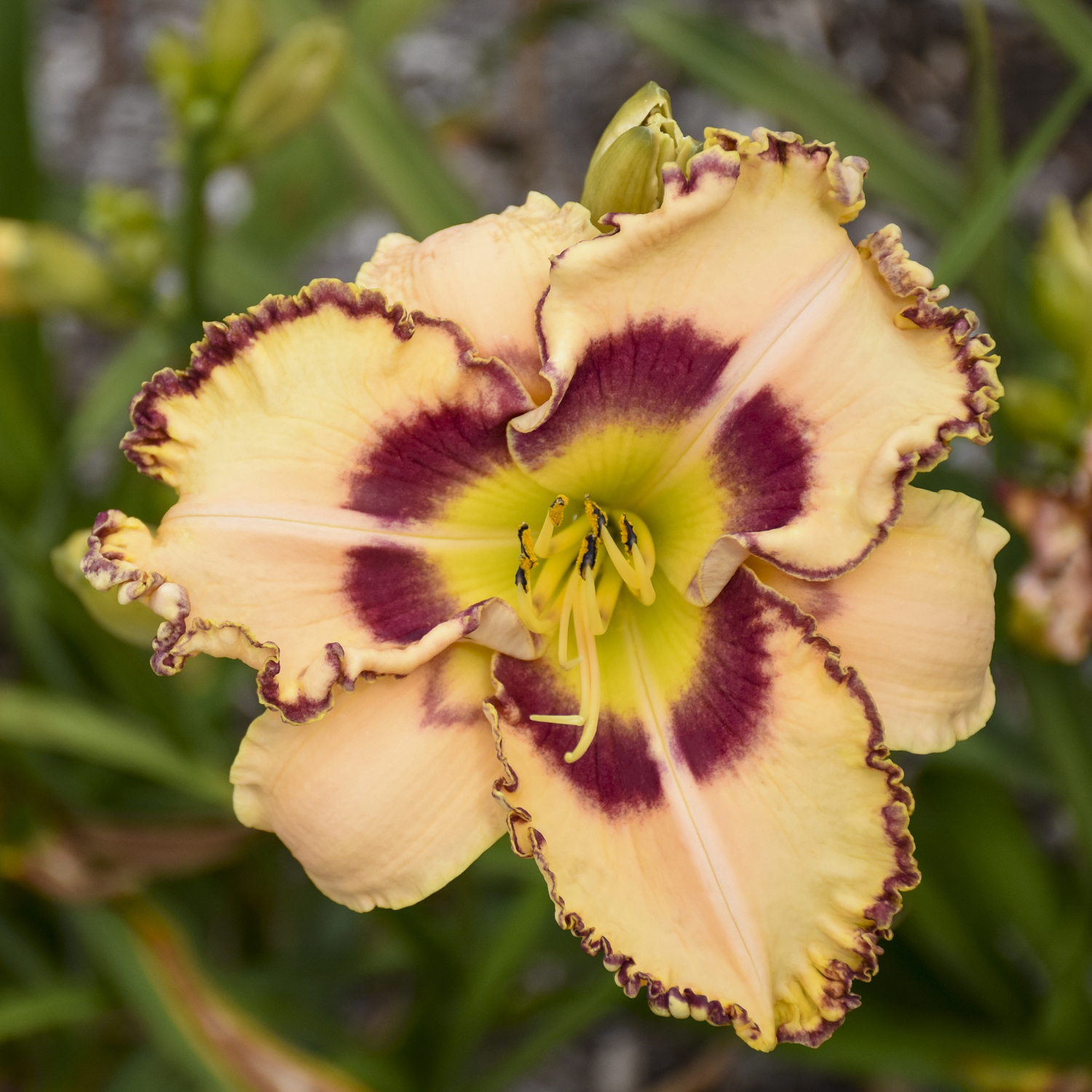 Hemerocallis RAINBOW RHYTHM® 'King of the Ages' - Image 4