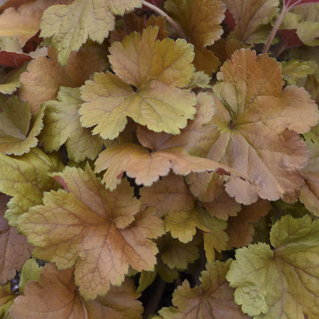 Heuchera DOLCE® 'Toffee Tart' Garden Crossings