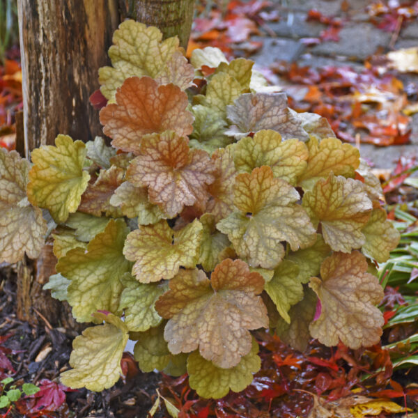 DOLCE® 'Toffee Tart' heuchera (coral bells)