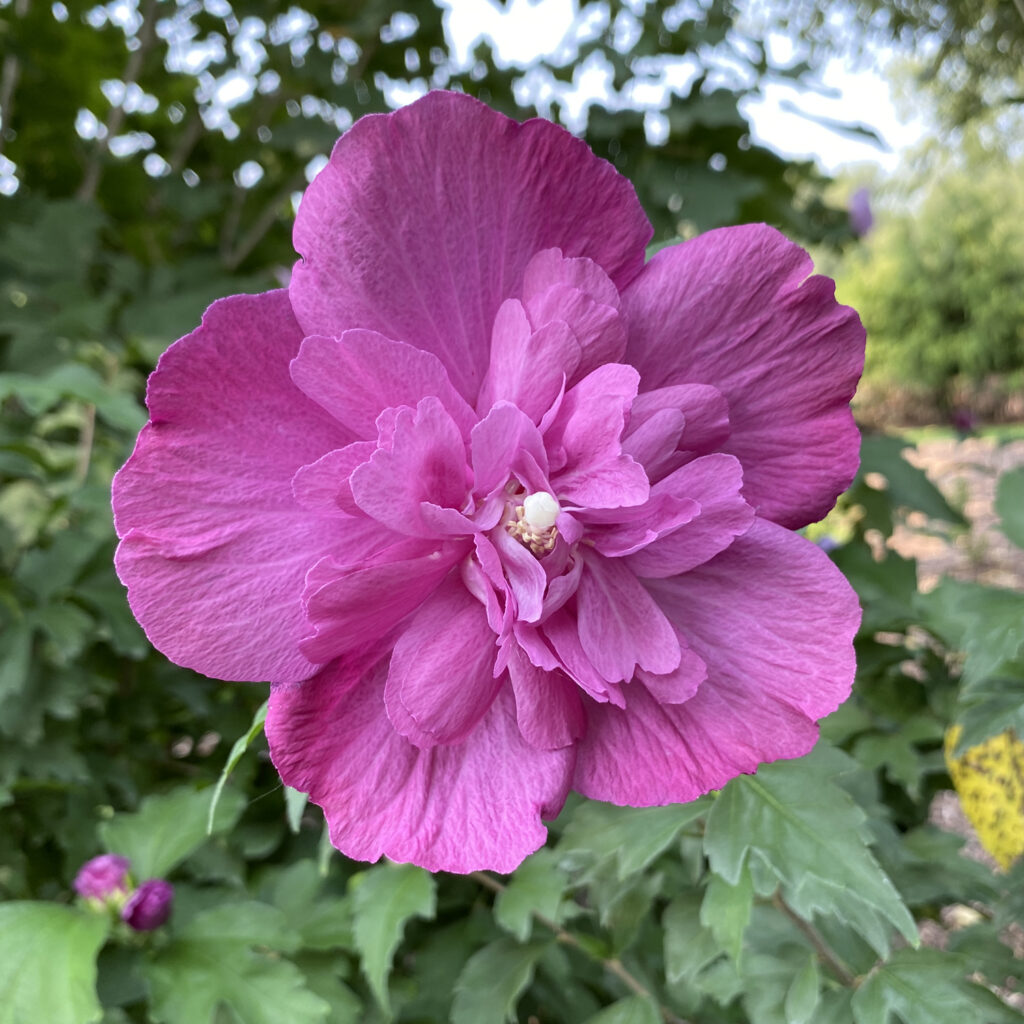 Dark Lavender CHIFFON® Rose of Sharon