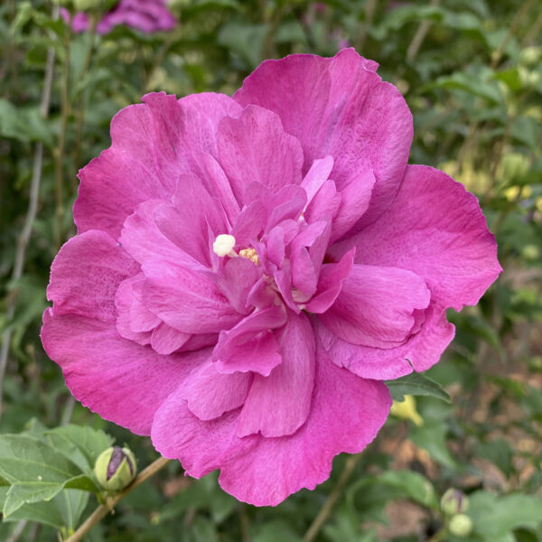 Dark Lavender CHIFFON® Rose of Sharon