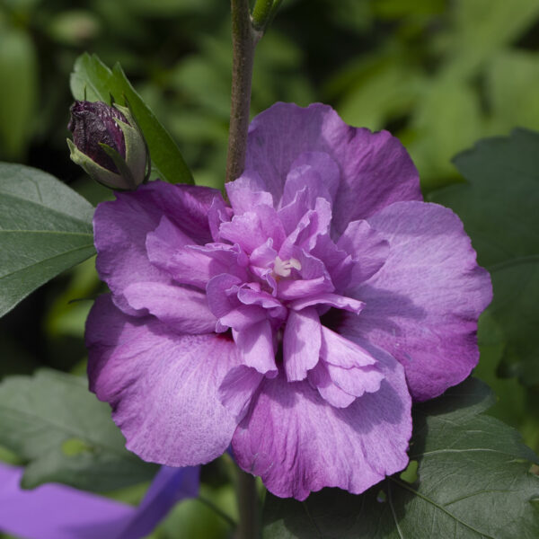 Dark Lavender CHIFFON® Rose of Sharon