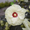 Hibiscus SUMMERIFIC® French Vanilla - Perennial