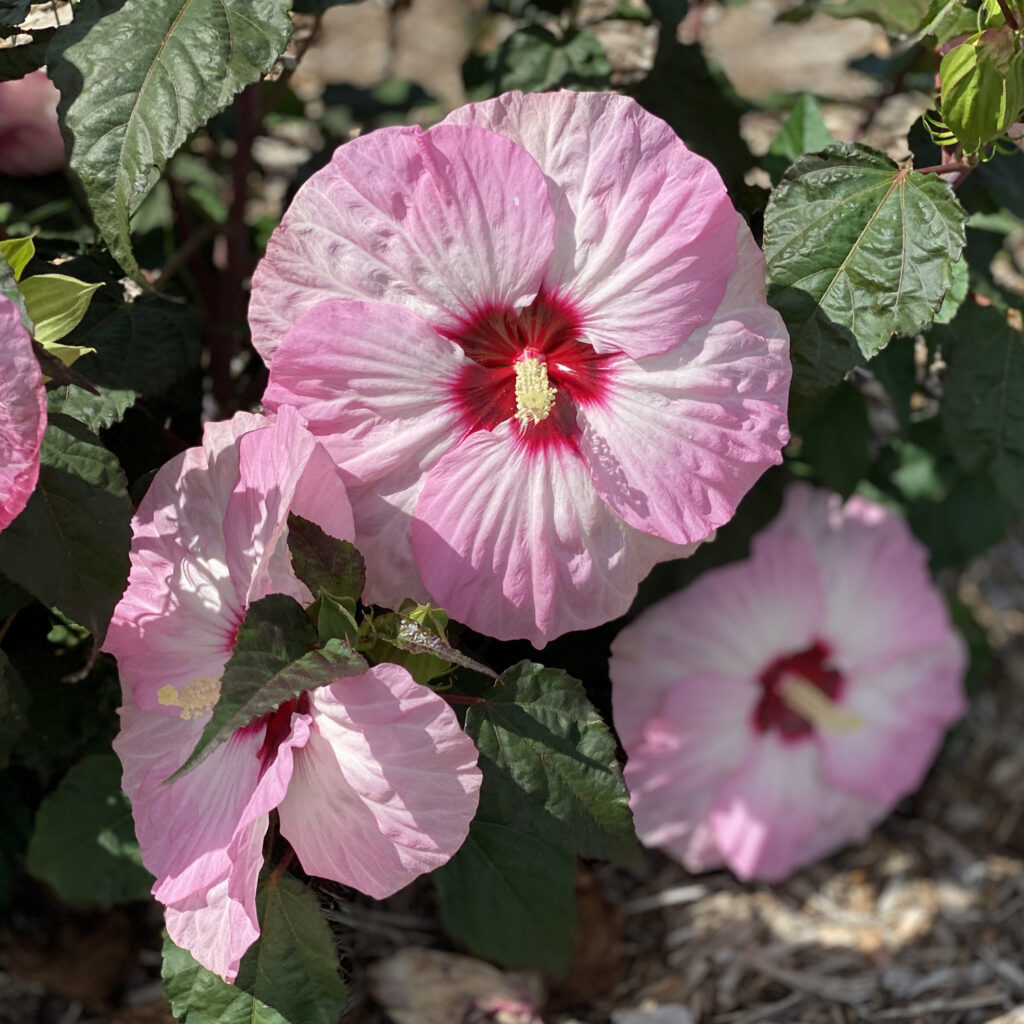spinderella hibiscus