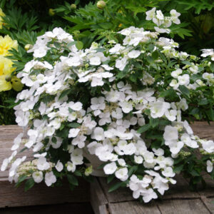 Hydrangea Fairytrail Bride™ - Shrub