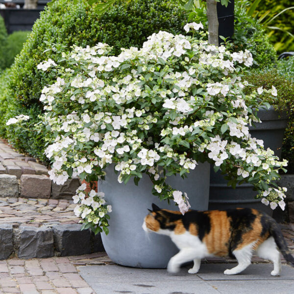 Hydrangea Fairytrail Bride™ - Shrub