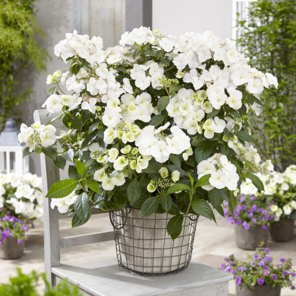 Hydrangea Fairytrail Bride™ - Shrub