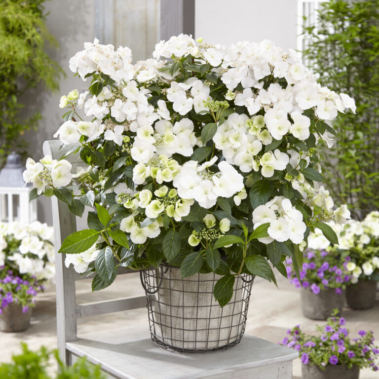 Hydrangea Fairytrail Bride™ Garden Crossings