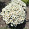 Leucanthemum 'Spoonful of Sugar'