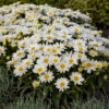 Leucanthemum Spoonful of Sugar Shasta Daisy