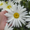 Leucanthemum 'Spoonful of Sugar' - Image 3