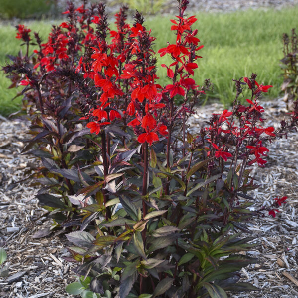 lobelia starship™ scarlet