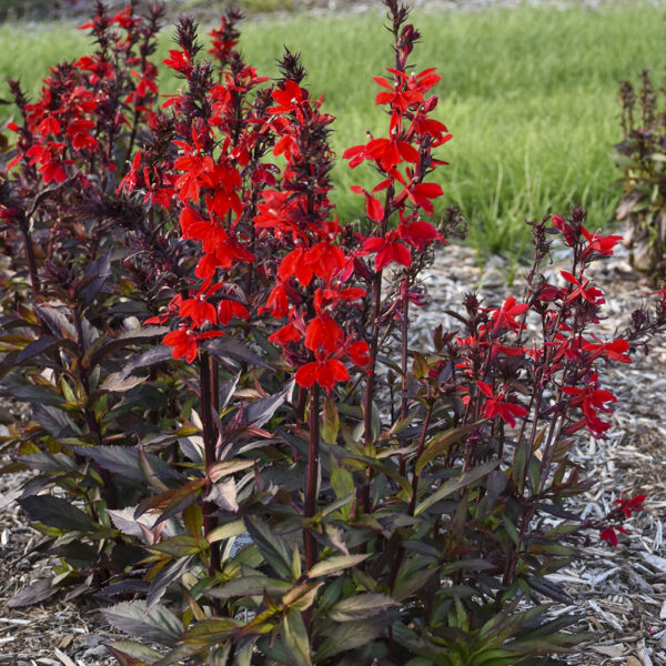 lobelia starship™ scarlet