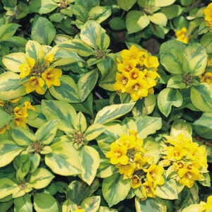 Lysimachia - Loosestrife