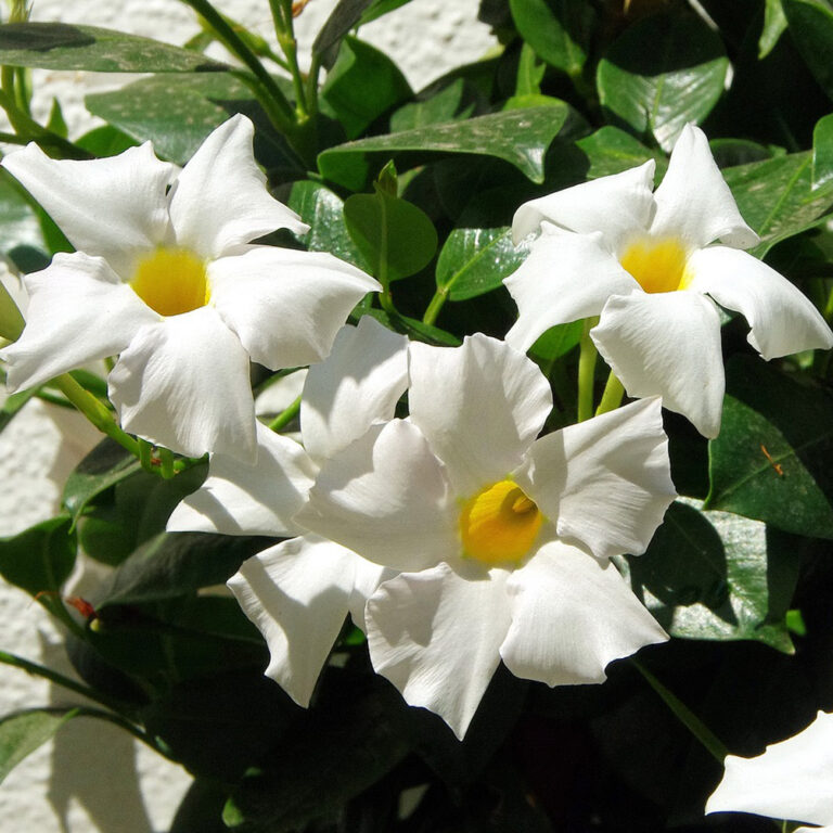 Order Mandevilla Annuals Online
