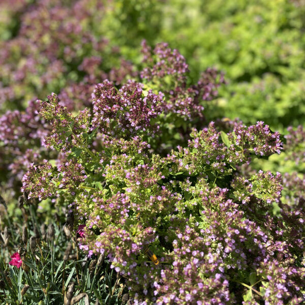 origanum drops of jupiter - Ornamental Oregano