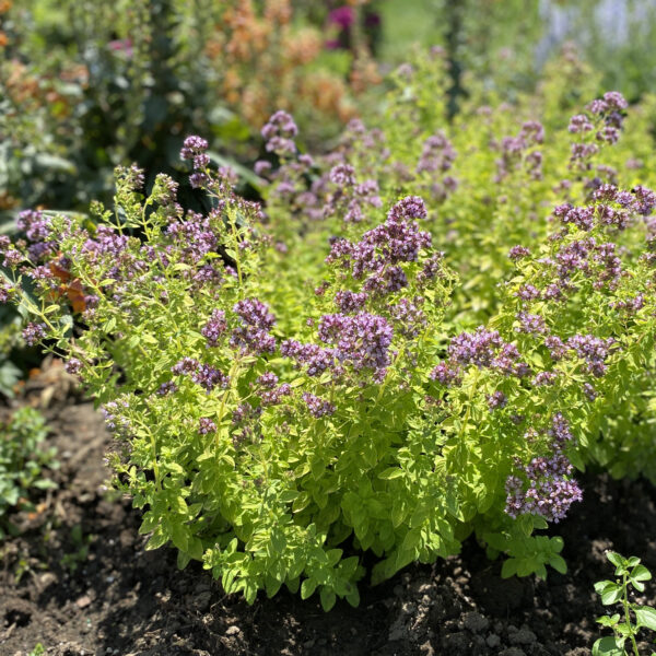 Origanum Drops of Jupiter - Perennial