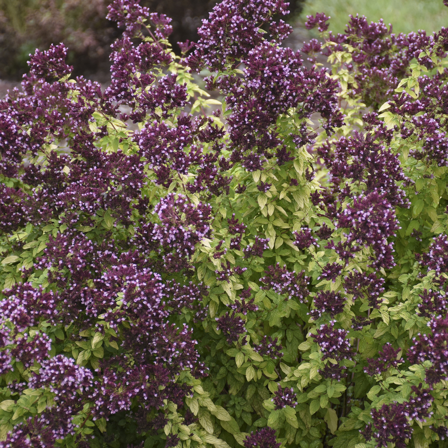 Origanum Drops of Jupiter - Perennial