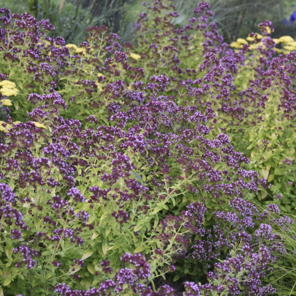 Origanum Drops of Jupiter - Perennial
