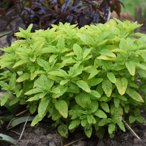 Origanum Drops of Jupiter - Perennial