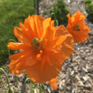Papaver 'Double Tangerine Gem'