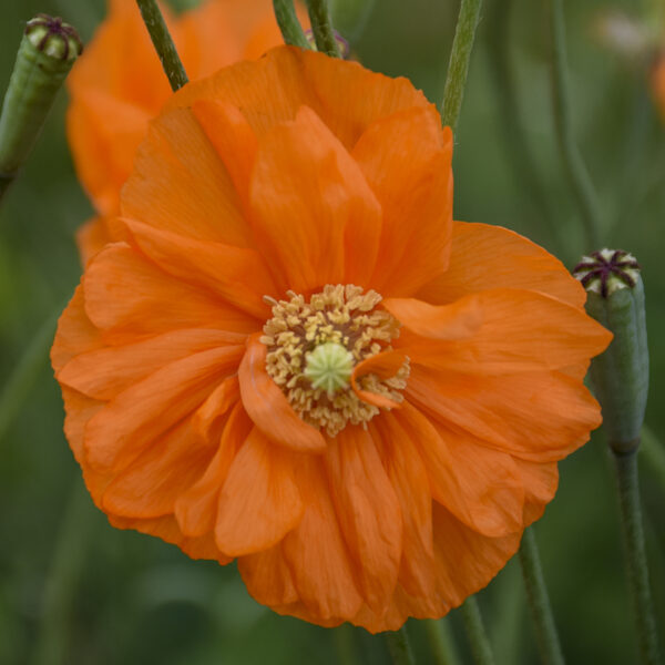 Papaver 'Double Tangerine Gem' - Image 2