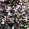 Penstemon 'Onyx and Pearls' - Image 4