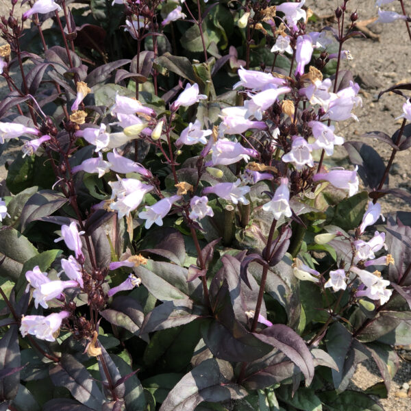 Penstemon 'Onyx and Pearls' - Image 4