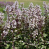 Penstemon 'Onyx and Pearls' - Image 2
