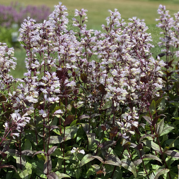 Penstemon 'Onyx and Pearls' - Image 2
