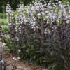 Penstemon Onyx and Pearls