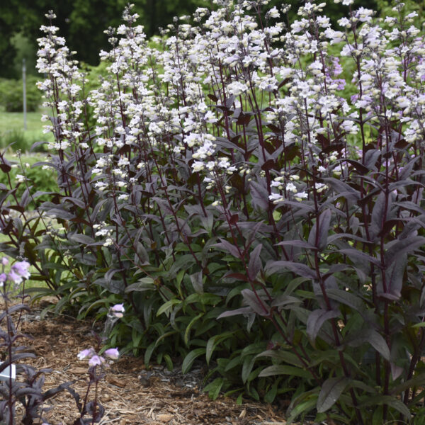 Penstemon Onyx and Pearls