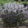 Penstemon 'Onyx and Pearls'