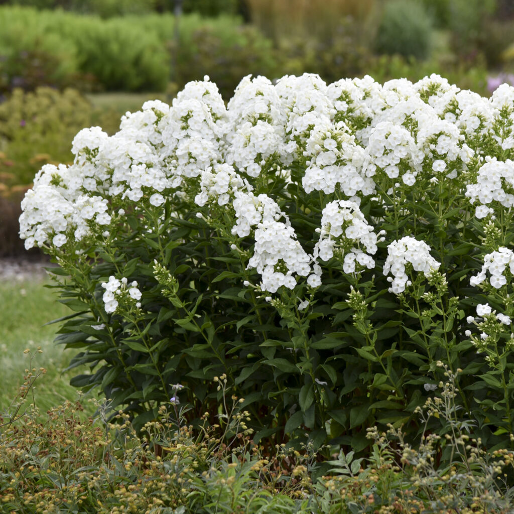 Phlox LUMINARY™ 'Backlight'