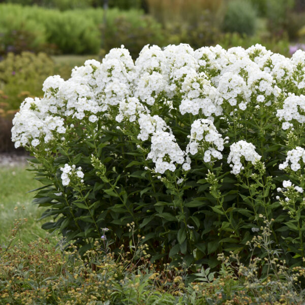 Phlox LUMINARY™ 'Backlight'