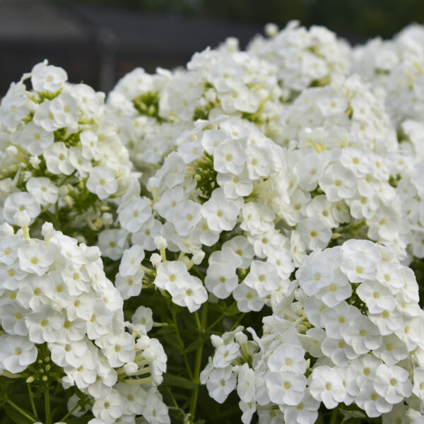 Phlox LUMINARY™ 'Backlight'