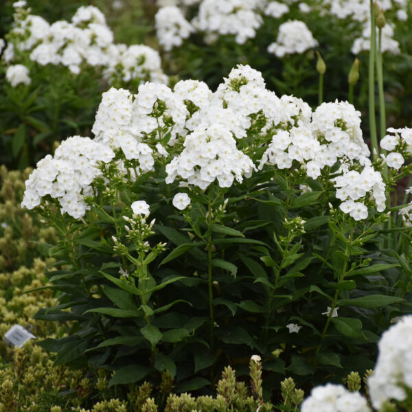 Phlox LUMINARY™ 'Backlight'