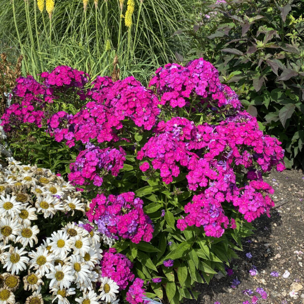 Phlox Care - Planting, Growing & Cultural Information