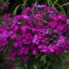 Phlox LUMINARY™ Ultraviolet - Perennial