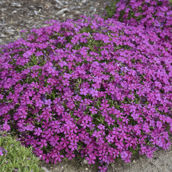 Phlox MOUNTAINSIDE™ 'Majestic Magenta'