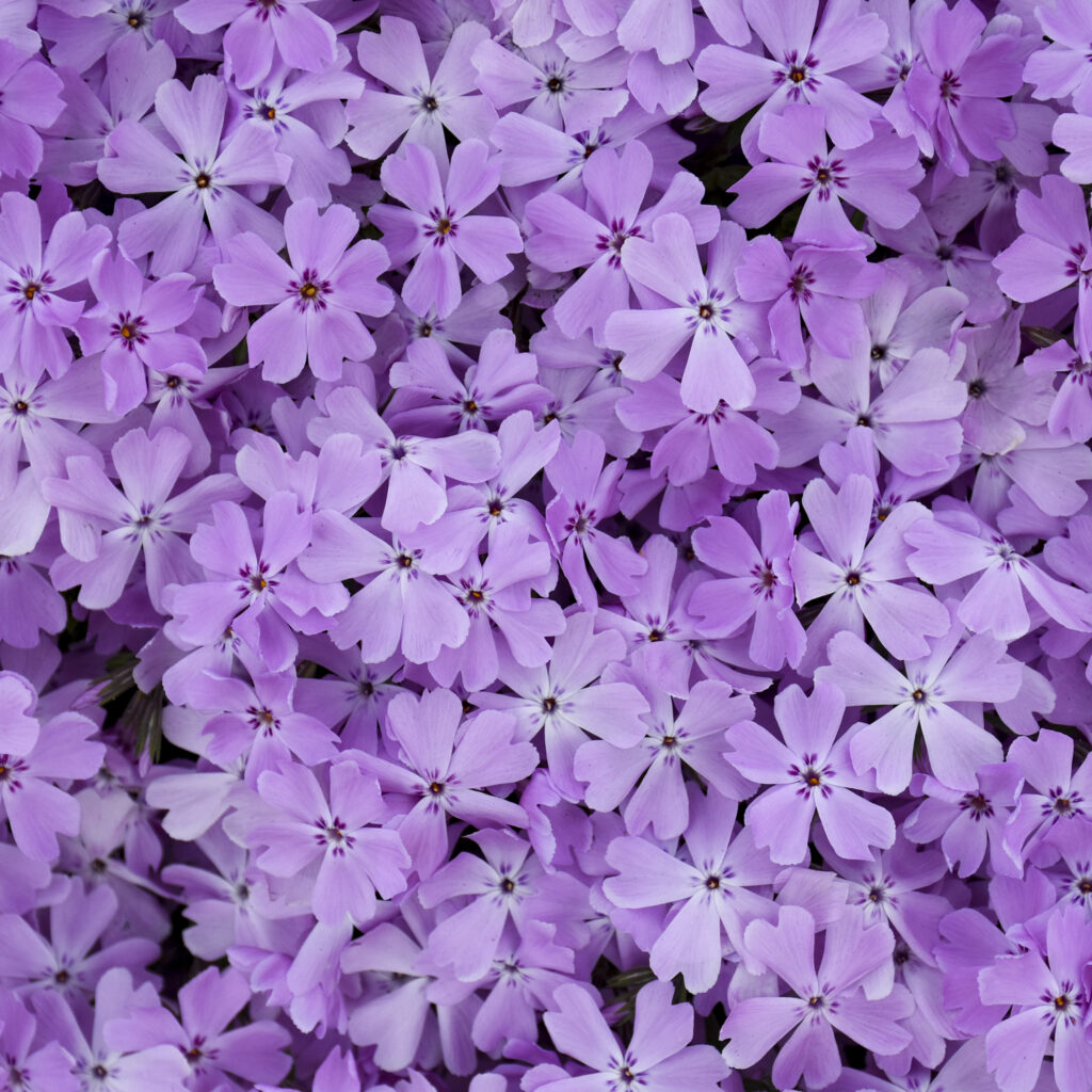 Phlox SPRING BLING™ 'Pink Sparkles'