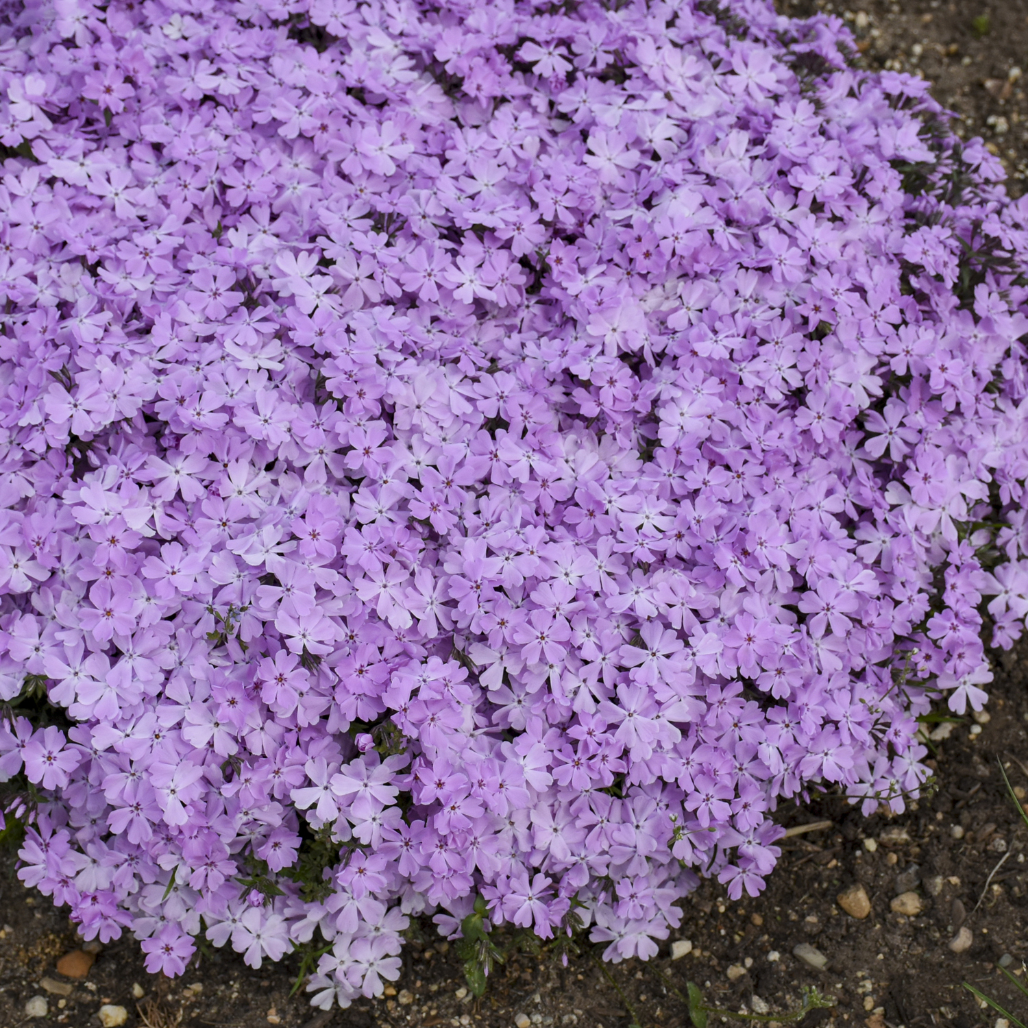 Phlox SPRING BLING™ 'Pink Sparkles'