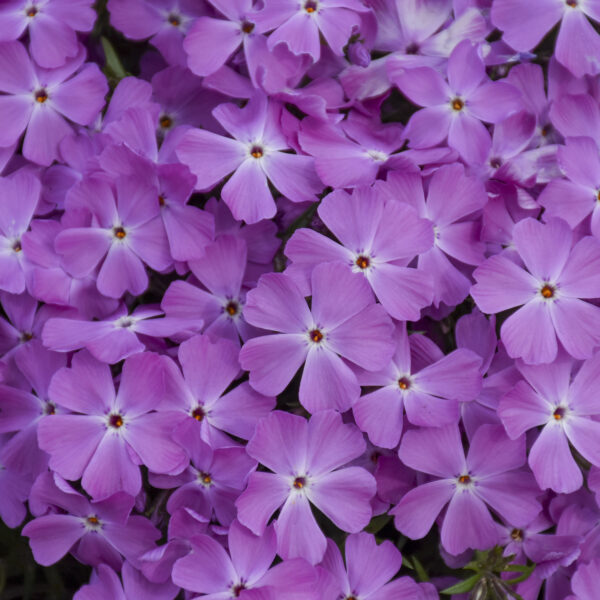 Phlox SPRING BLING™ 'Rose Quartz'