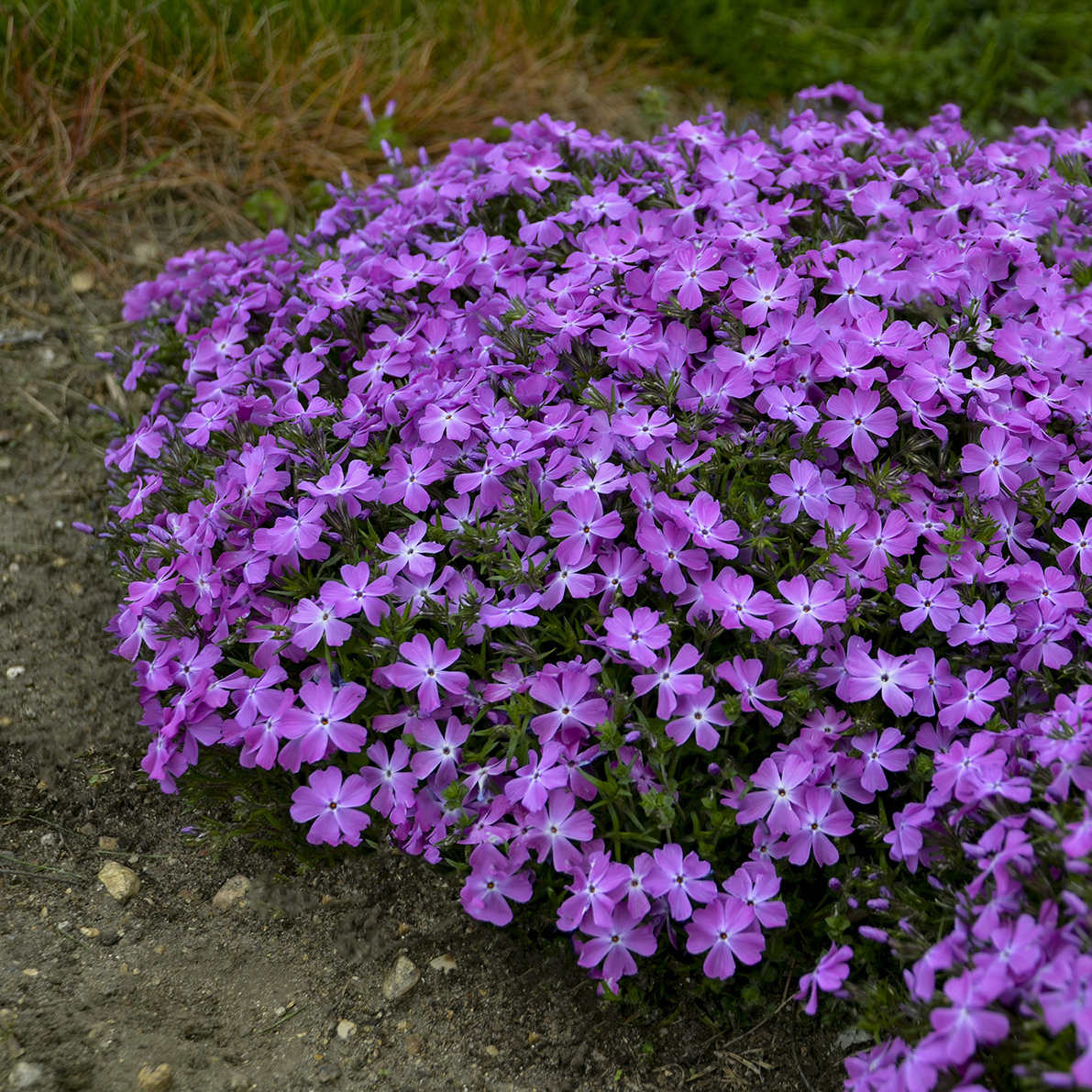 Phlox SPRING BLING™ 'Rose Quartz' - Image 2