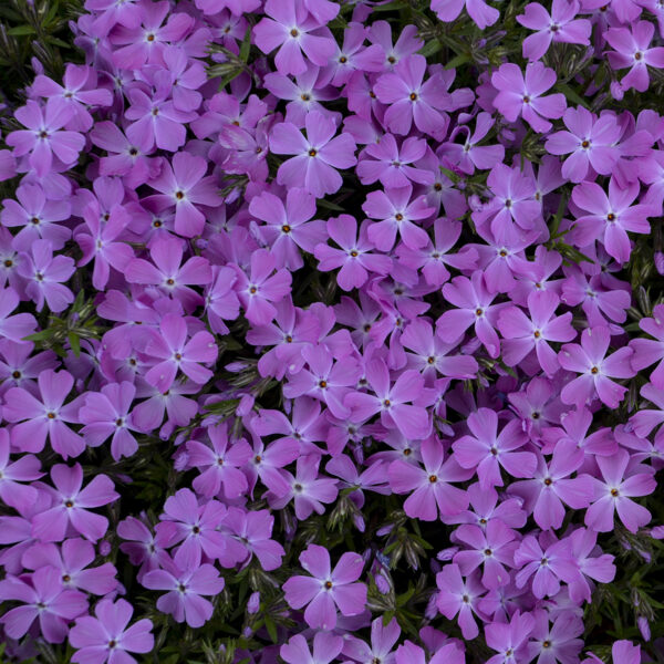 Phlox SPRING BLING™ 'Rose Quartz' - Image 3