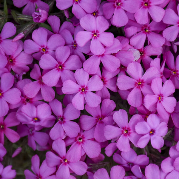 Phlox SPRING BLING™ 'Ruby Riot'