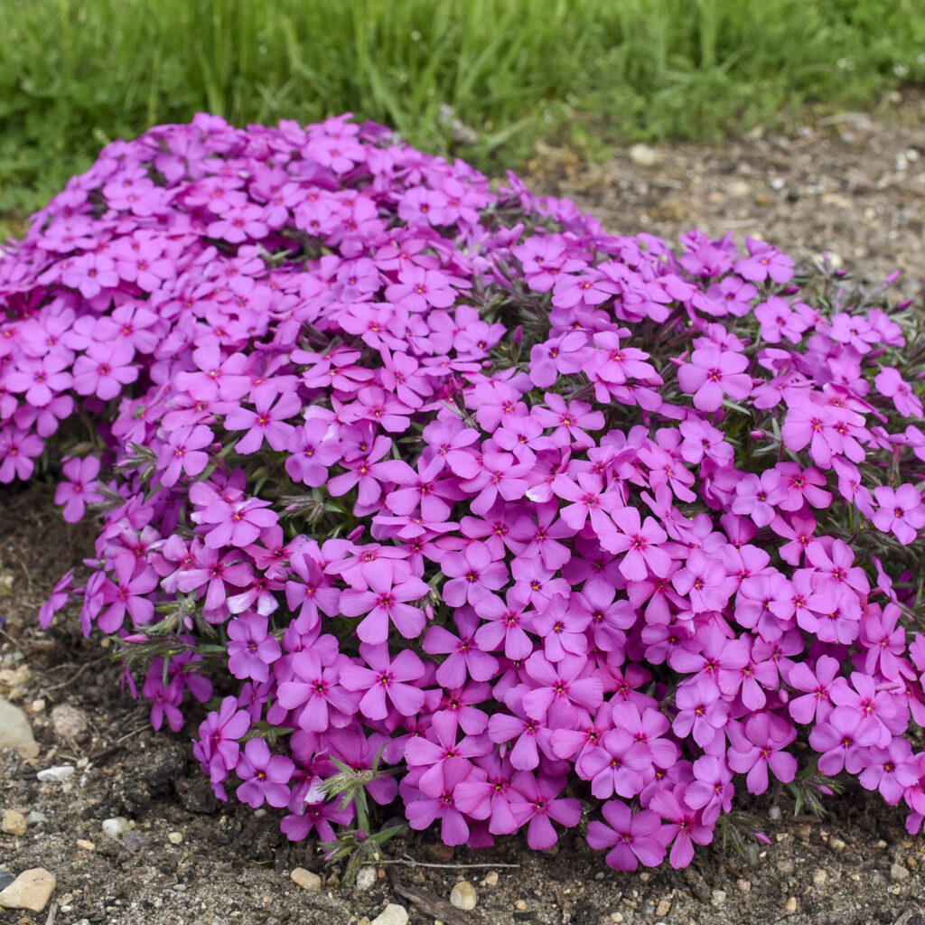 Phlox SPRING BLING™ 'Ruby Riot'