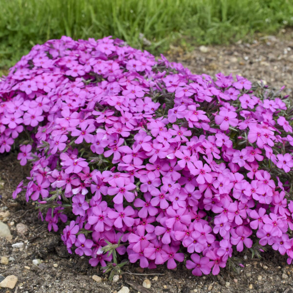 Phlox SPRING BLING™ 'Ruby Riot'